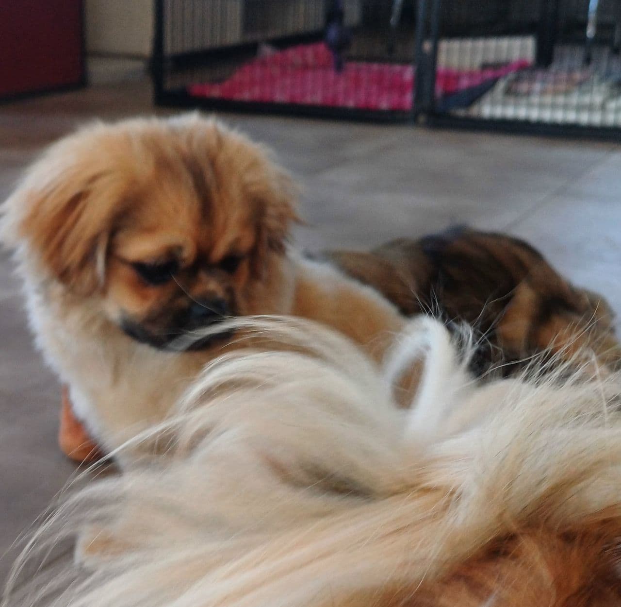 Tibetansk spaniel valp. NKKregistrert