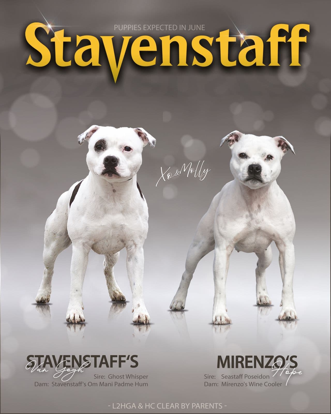 Fórvert for Kennel Stavenstaff?