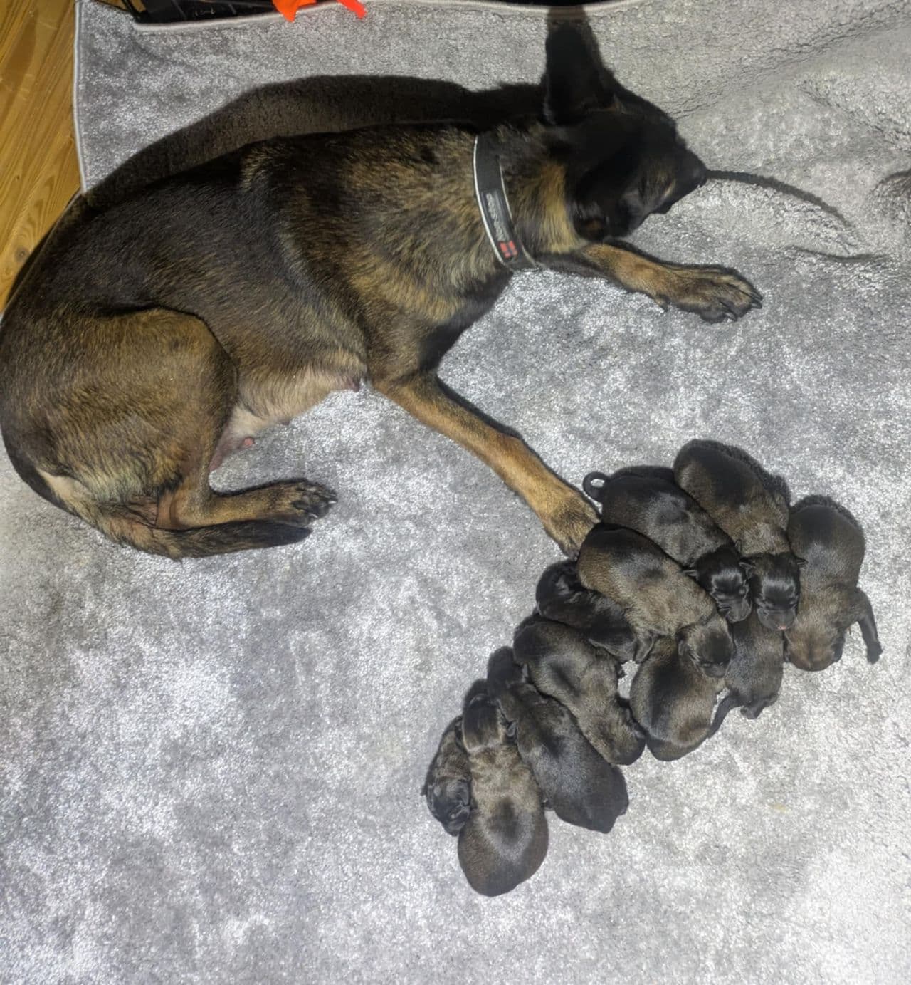 Malinois valper til salgs