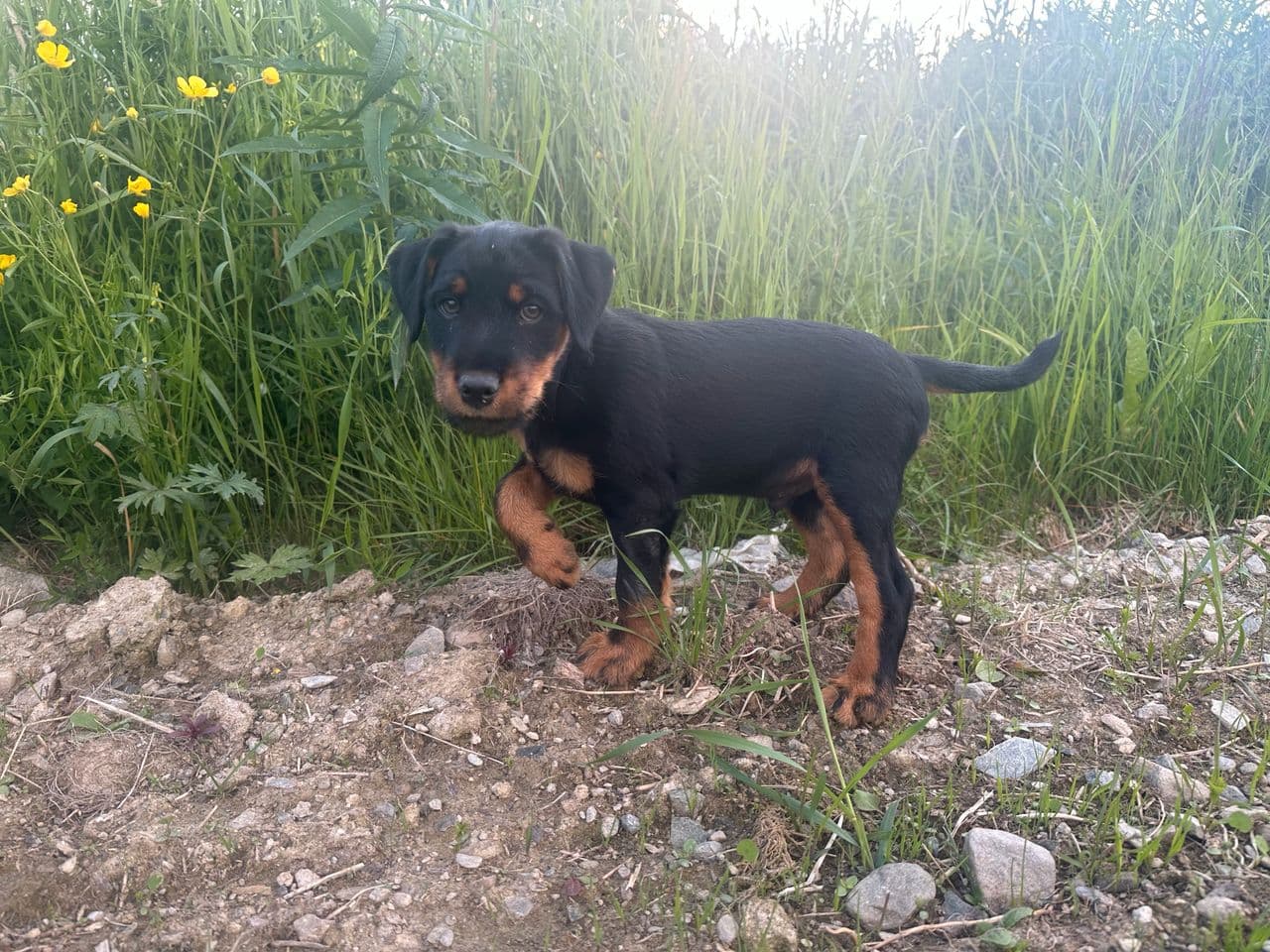 Tysk jaktterrier