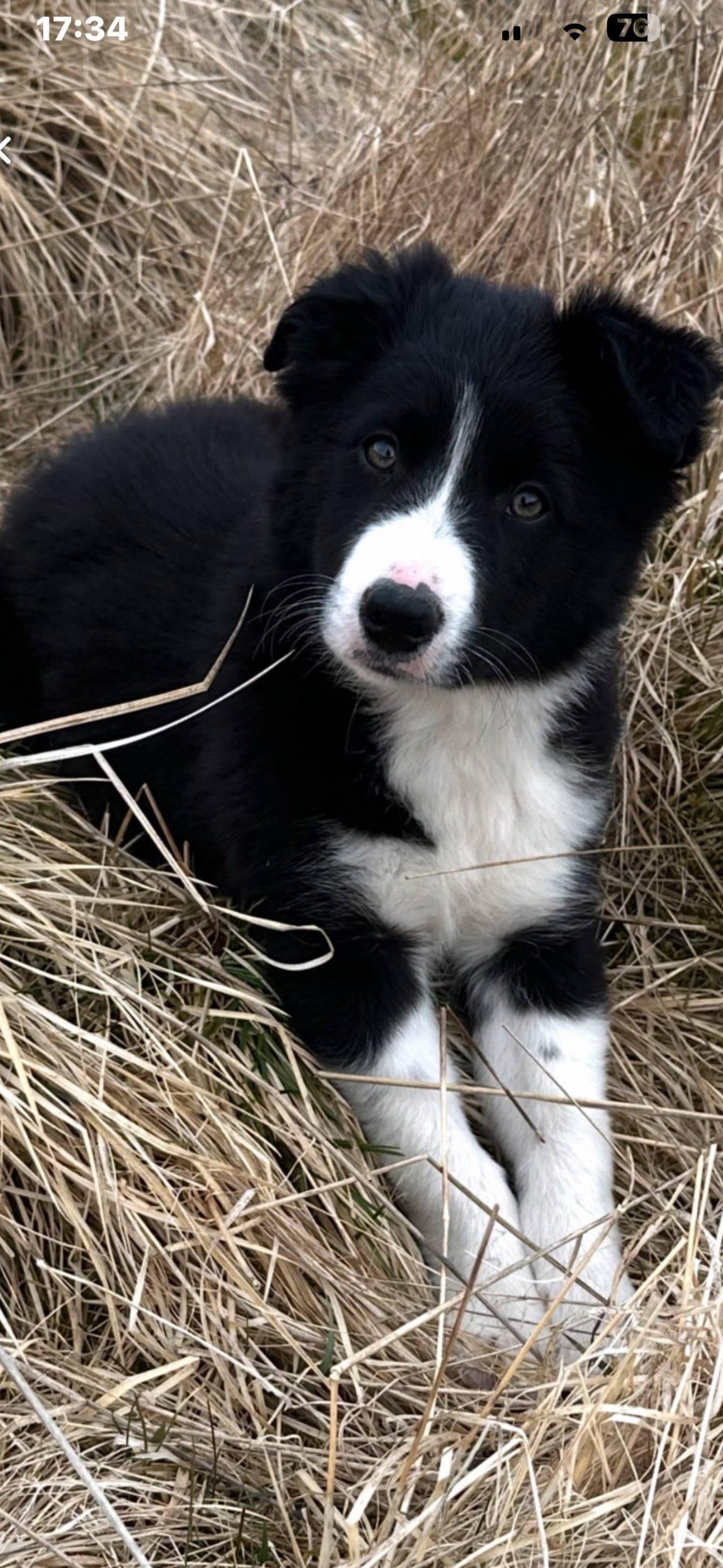 Flotte BorderCollie valper / hunder, familiehunder eller brukshunder