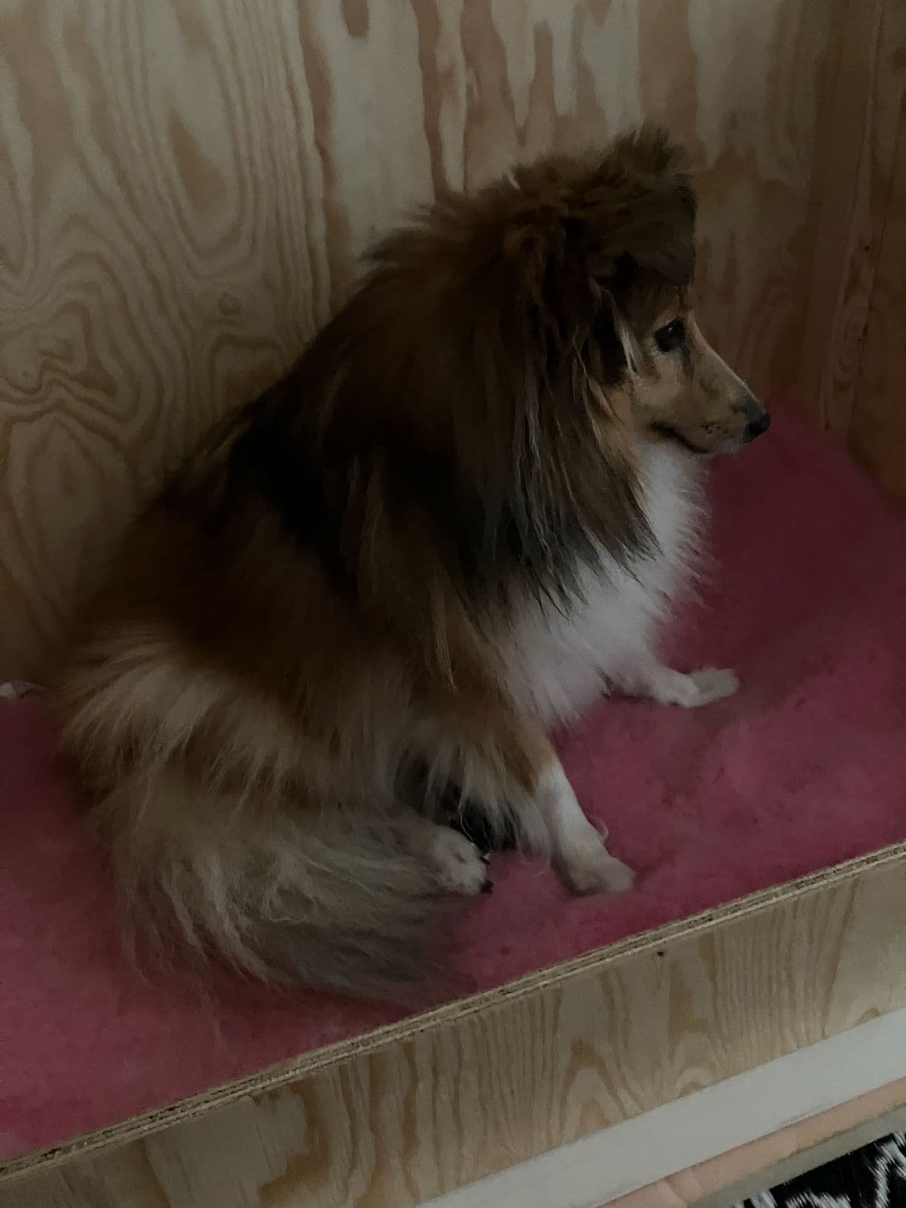 Shetland sheepdog valp til salgs