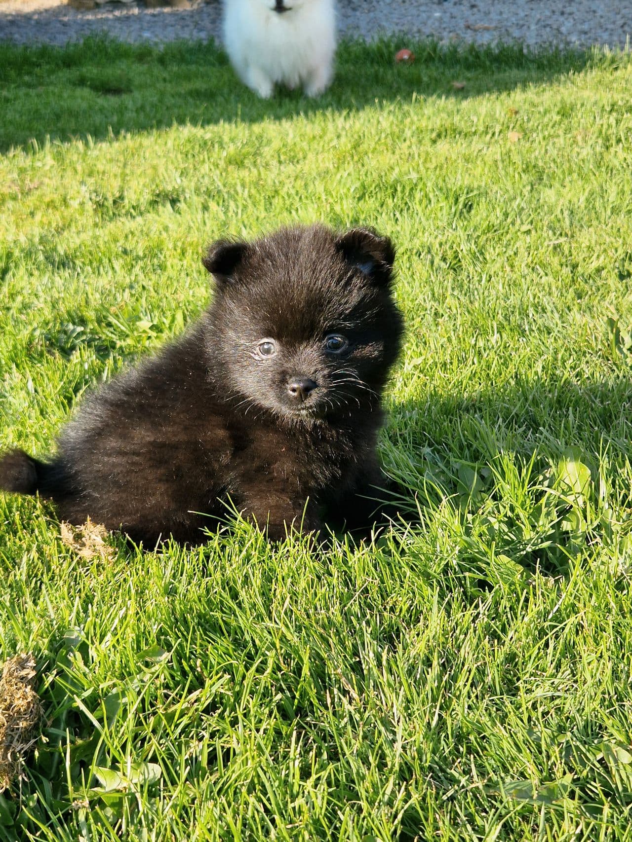Nkk reg. Pomeranian tispe selges