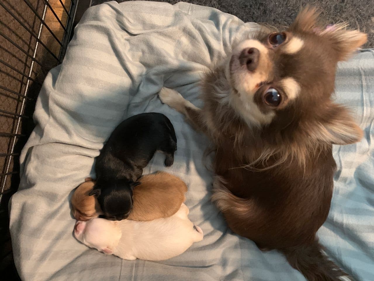 Renrased NKK reg  langhåret chihuahua valper med stamtavle!