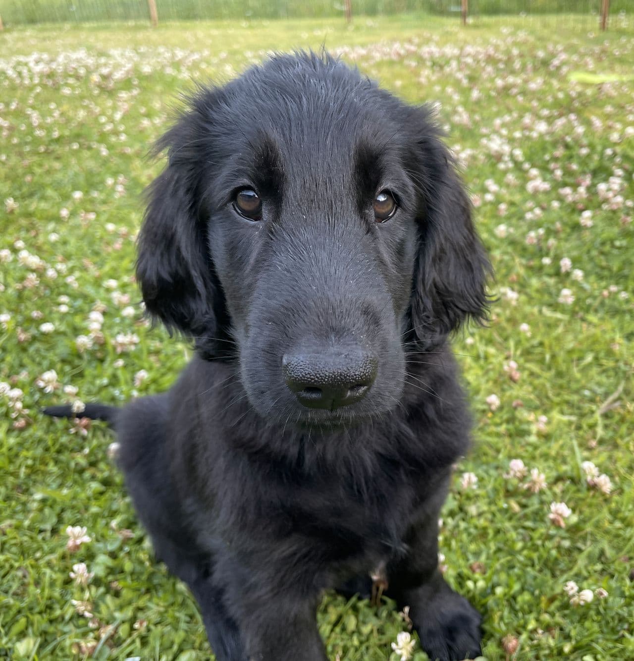 Flat Coated Retriever hundevalper/Flatcoated Retriver selges, leveringsklare
