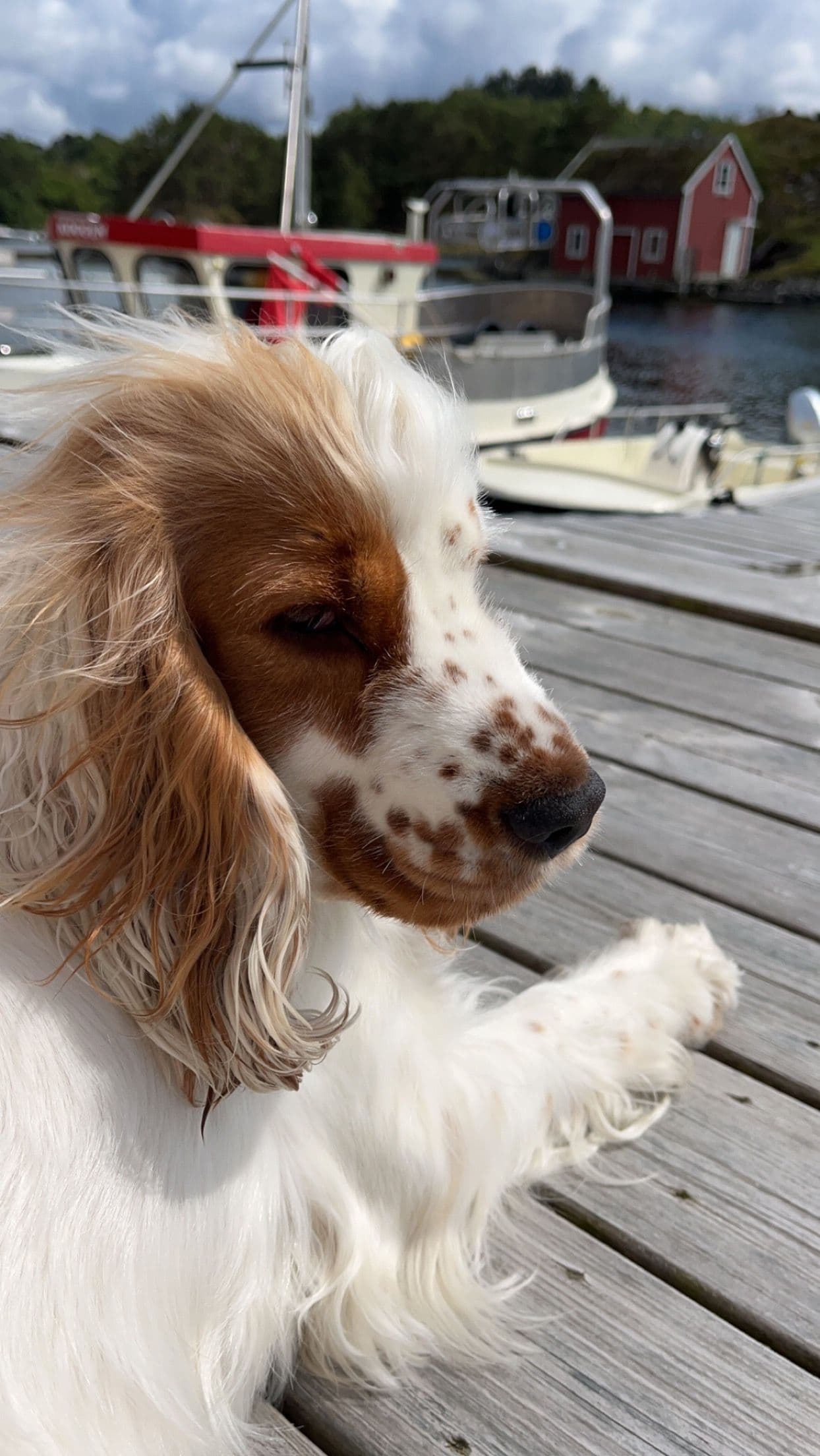 Engelsk cocker spaniel