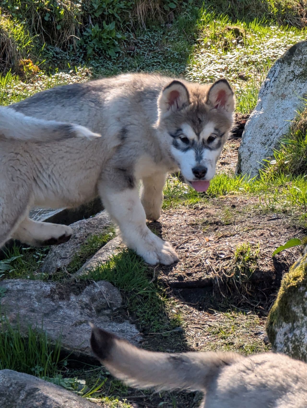 Alaskan malamute tispe