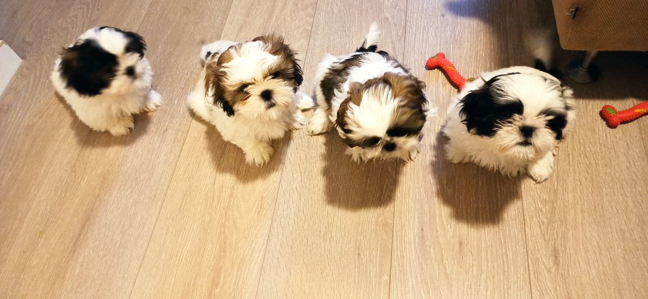 Shih Tzu valper til salgs!