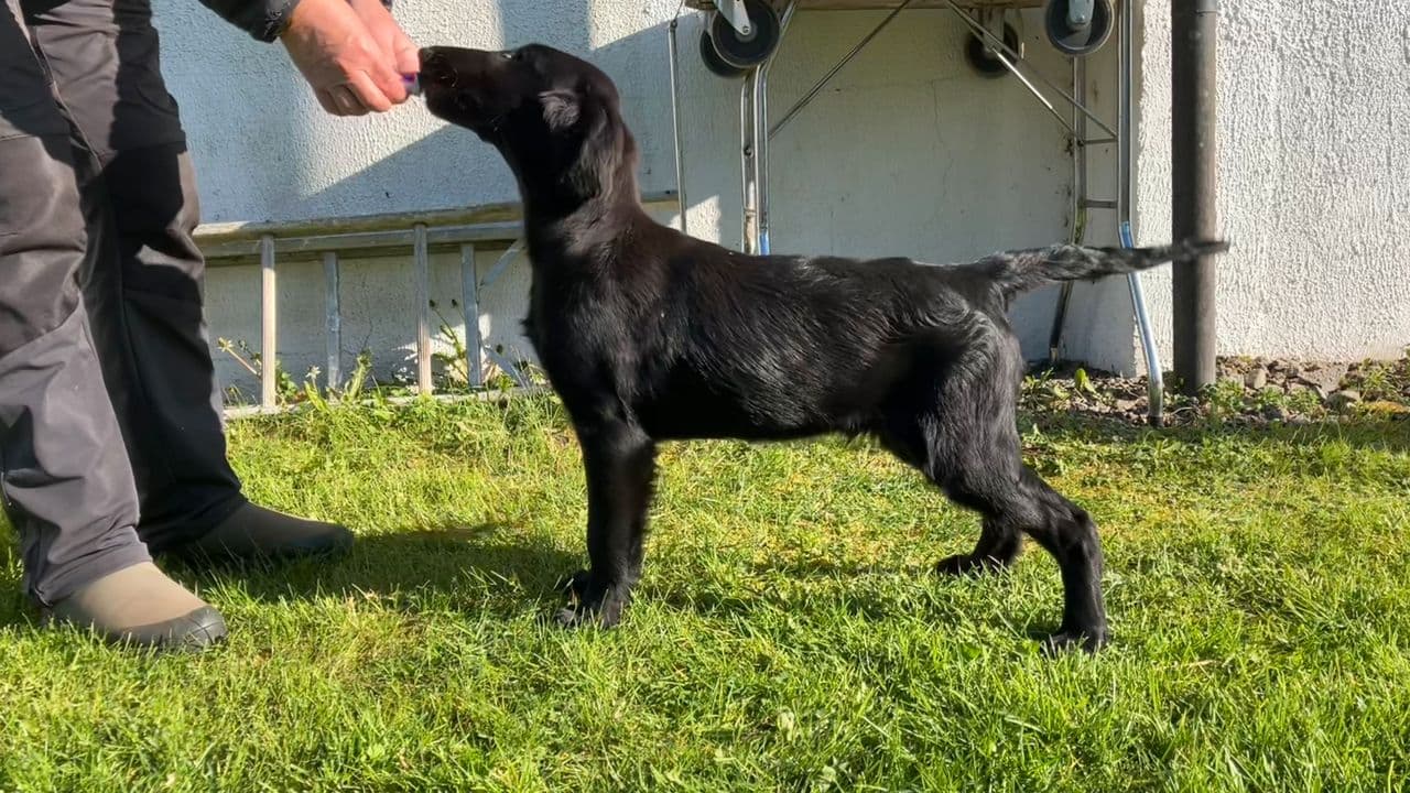 Flatcoated retriver ❤️🐾 Hannvalp 4 mnd.