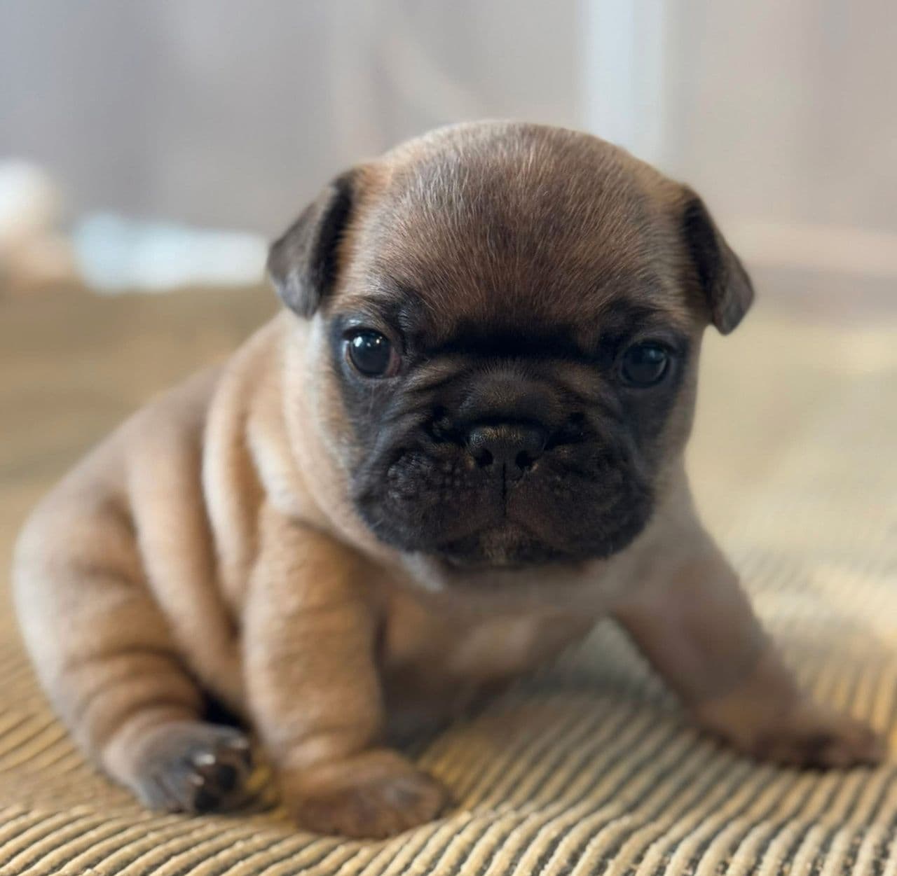 Fransk bulldog valper