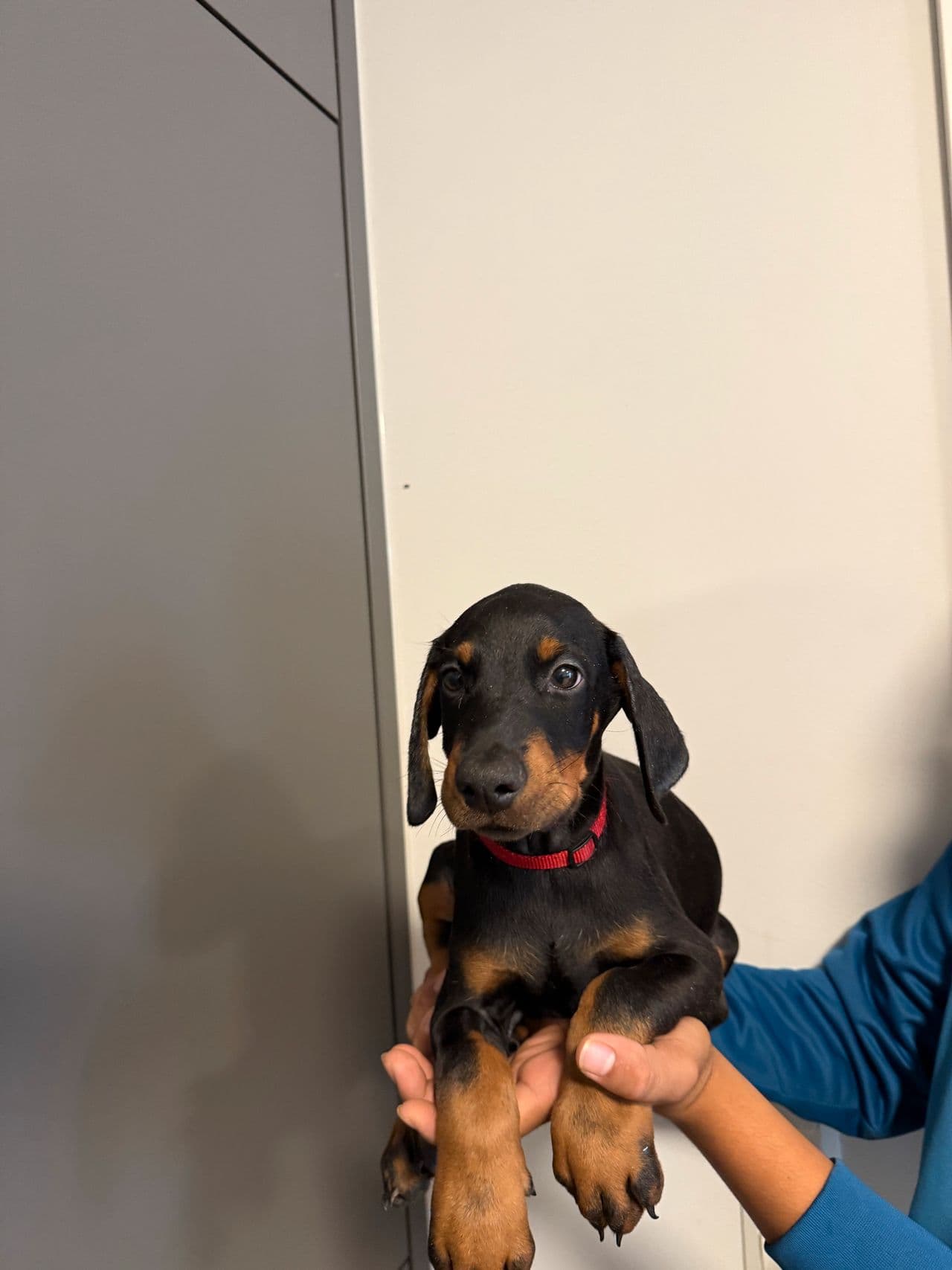 Dobermann valper