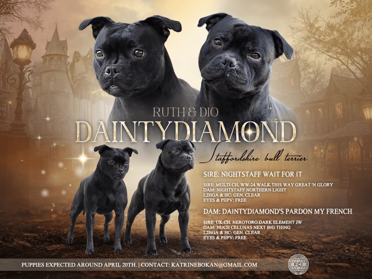 Nydelige Staffordshire Bull Terrier valper