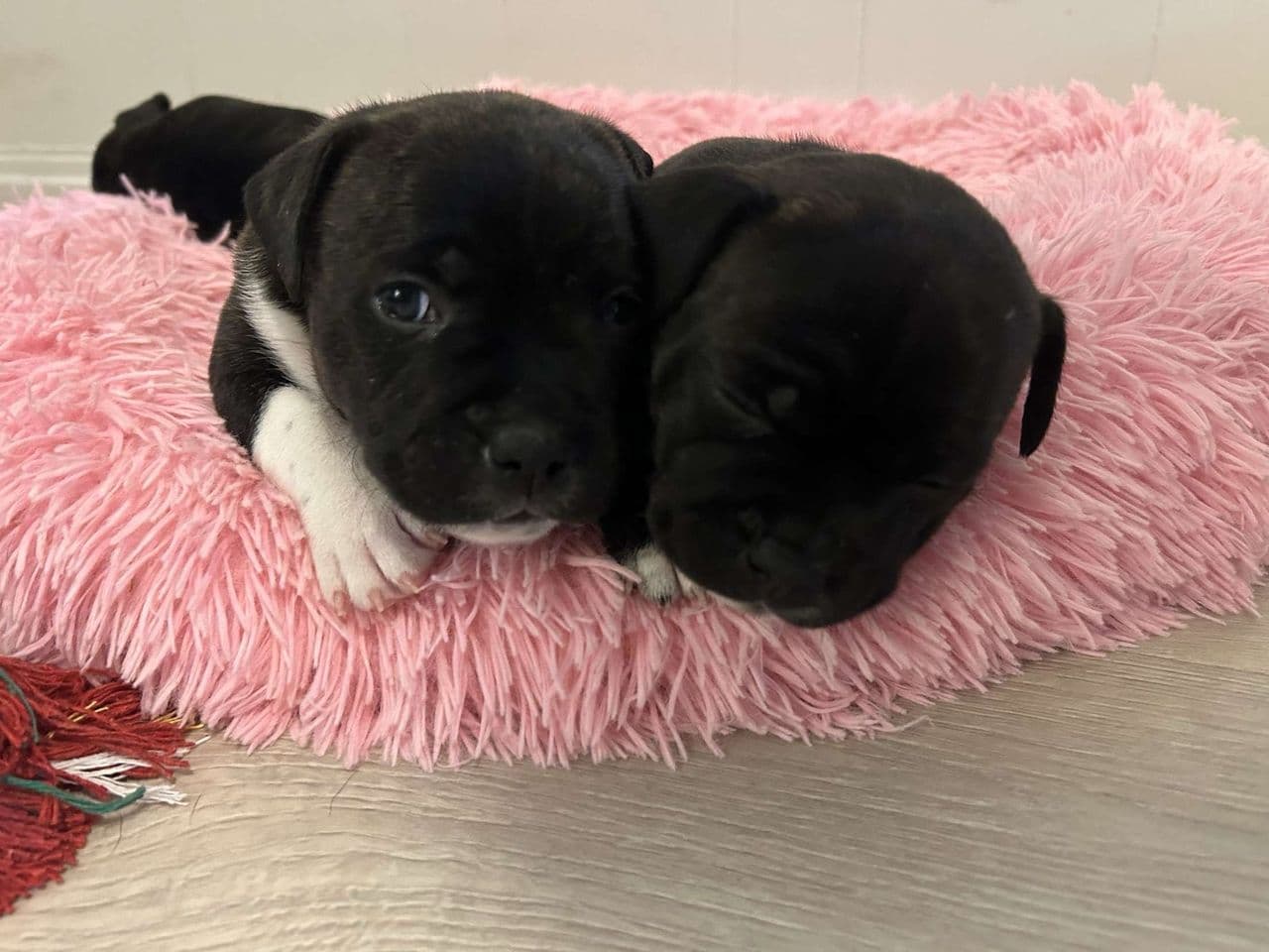 Staffordshire Bull terrier valper 6 uker