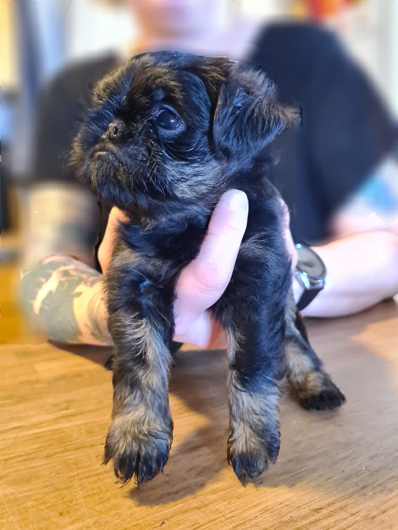 Griffon Belge og Griffon Bruxellois