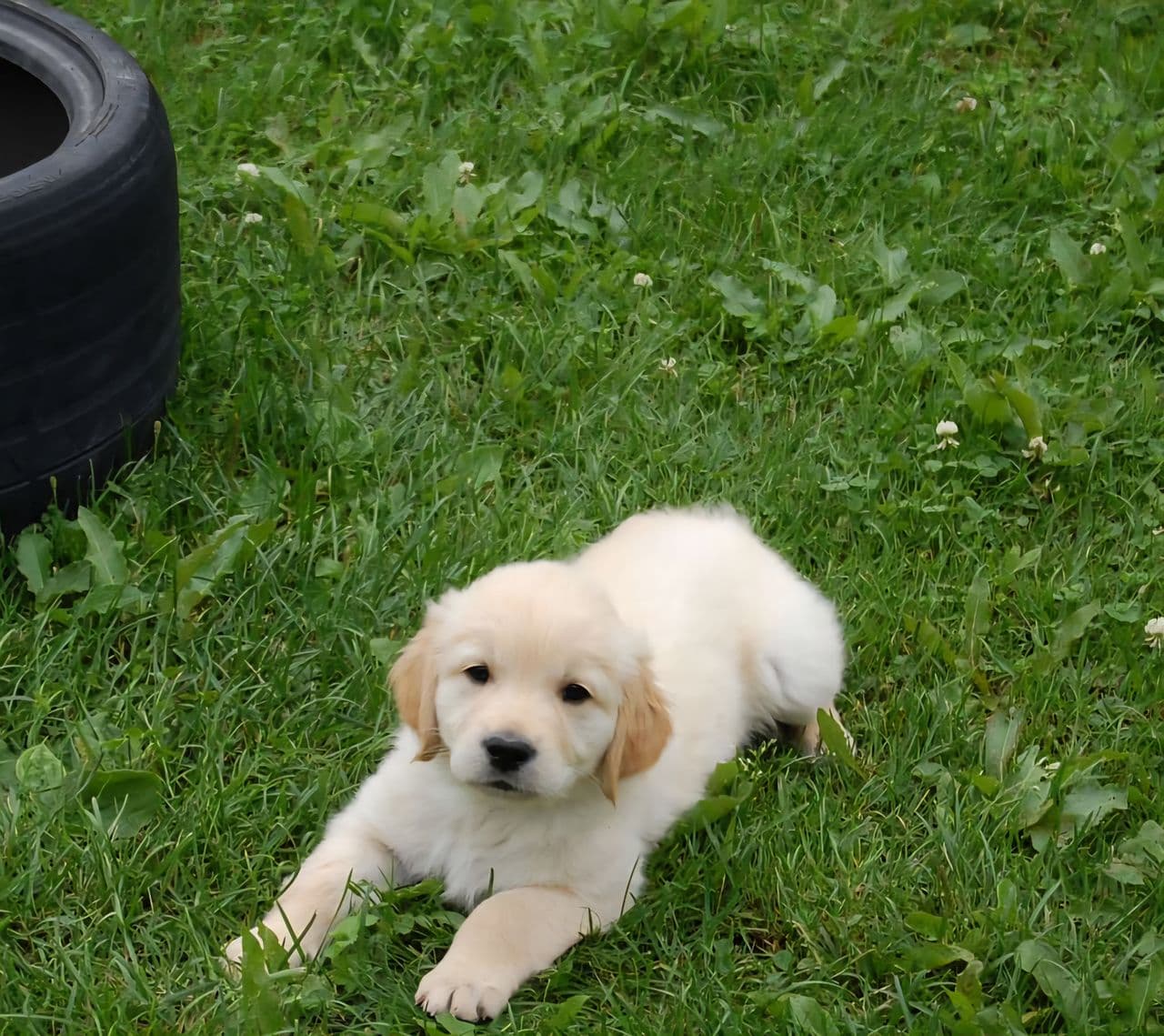 Golden retriever valper