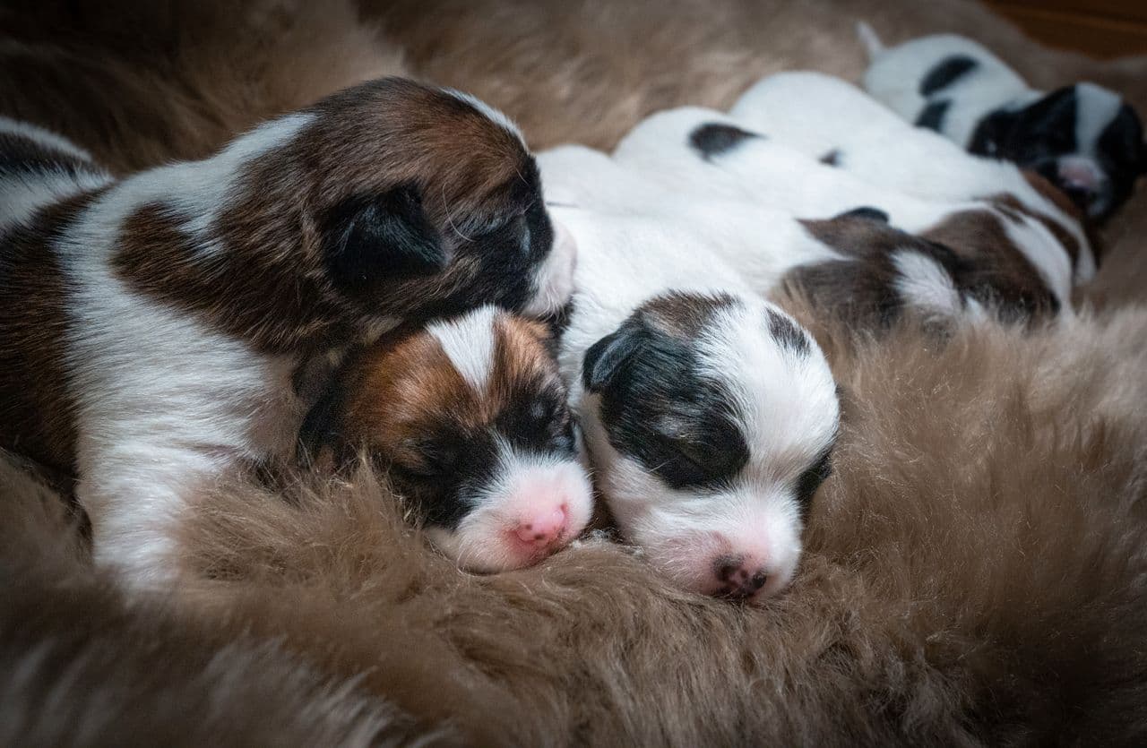 Spreke og sosiale Jack Russell valper - NKK- registrert