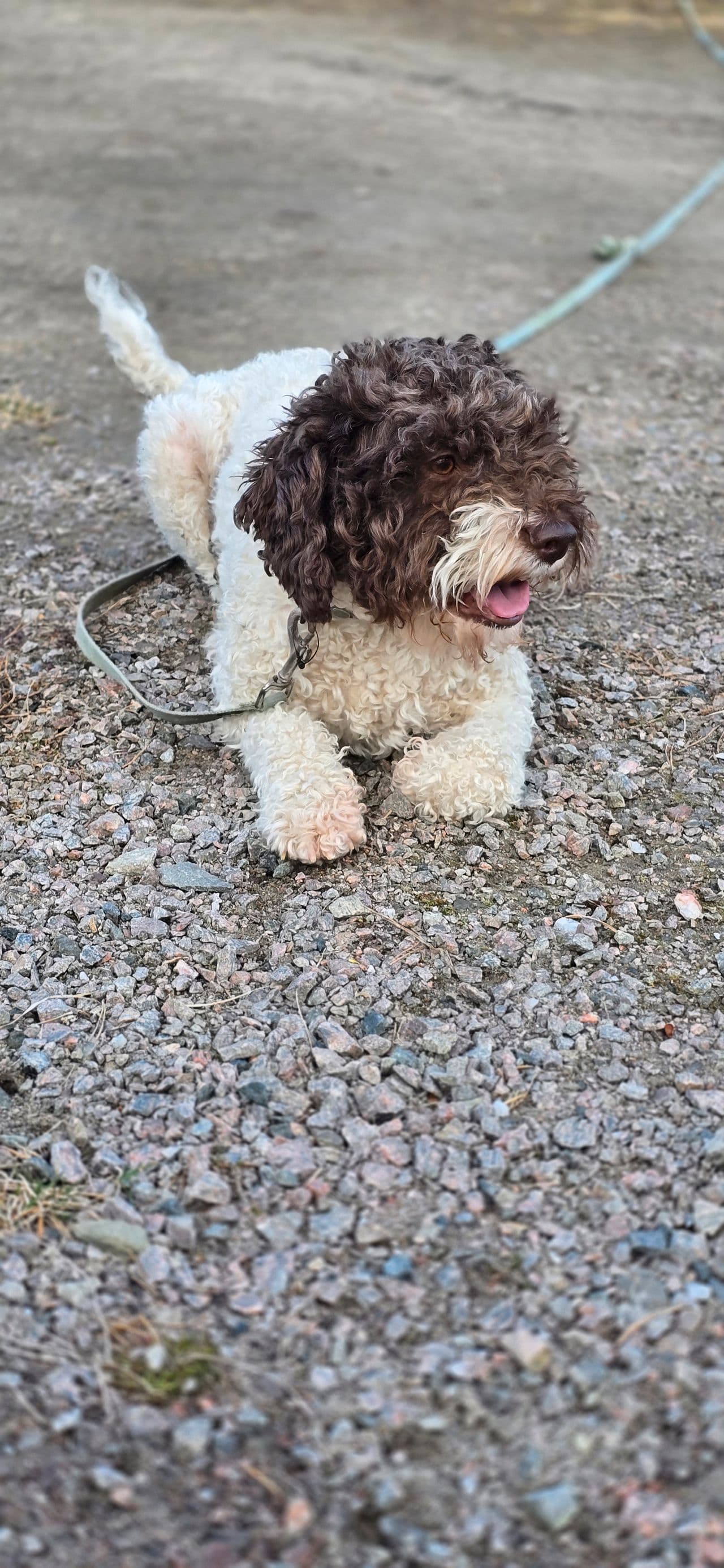 Lagotto Romagnolo valper ventes rundt 17.mai 🇳🇴