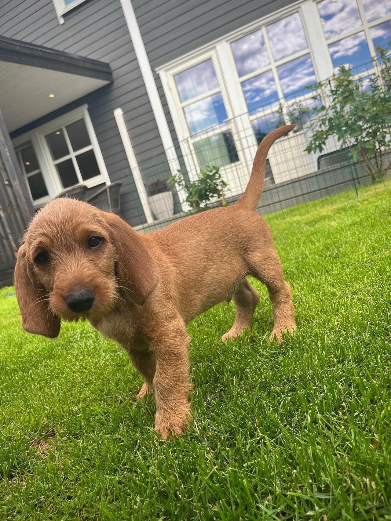 Den perfekte hund til rådyr, hjort, ettersøk og familieliv