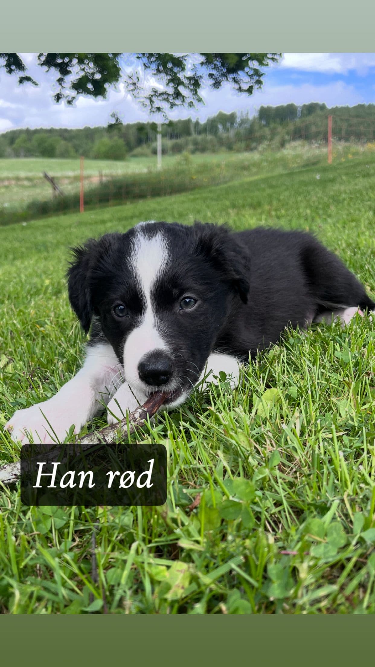 Border collie valper