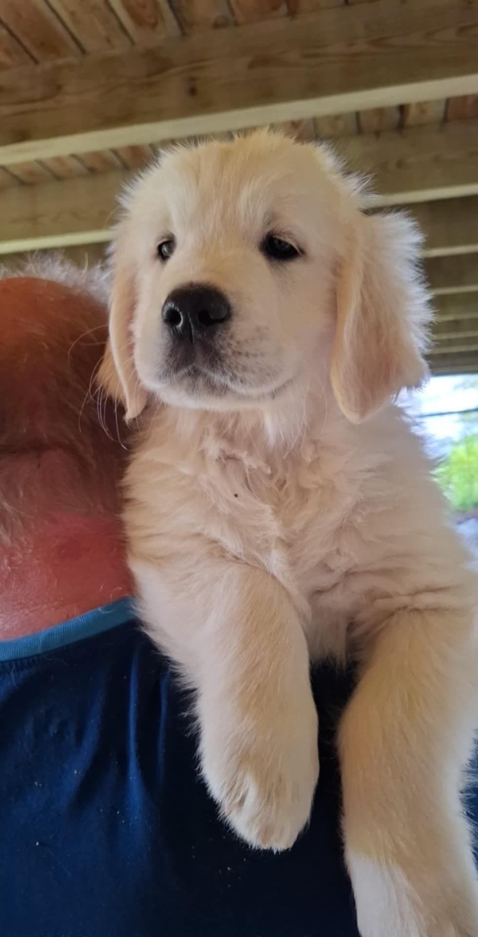 Golden retriever valp Leveringsklar
