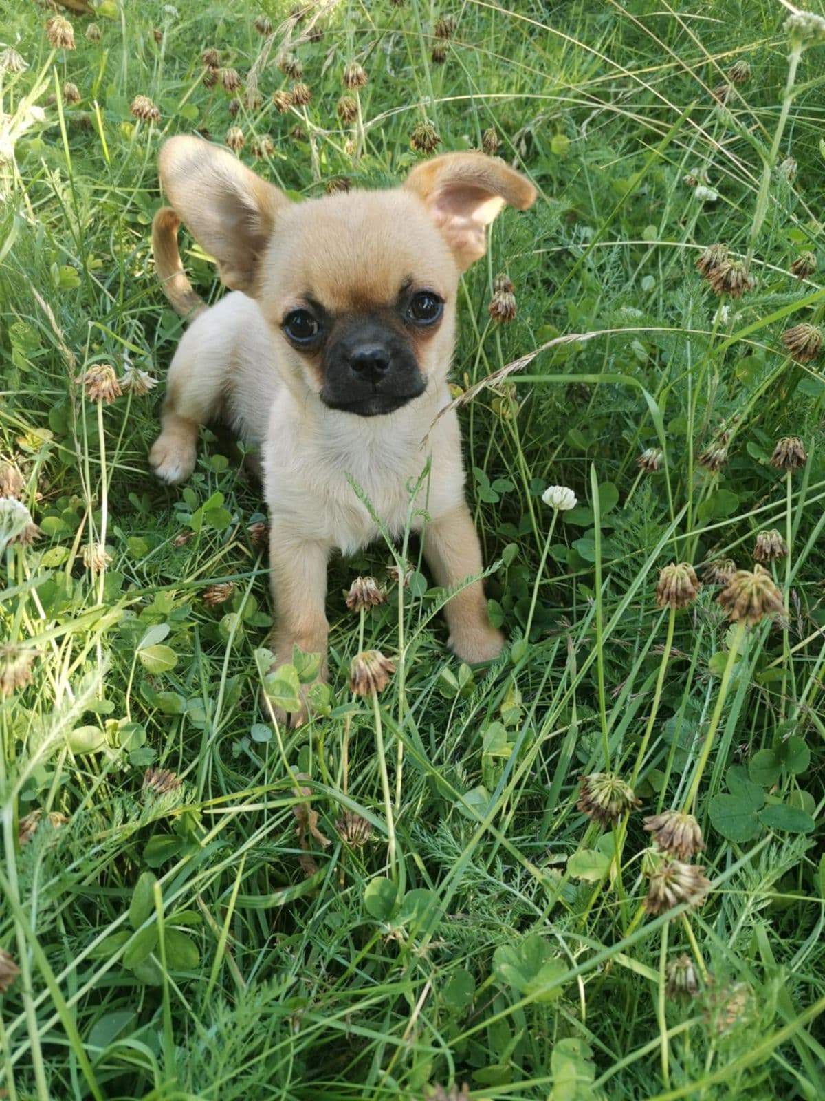 Chihuahua jentevalp