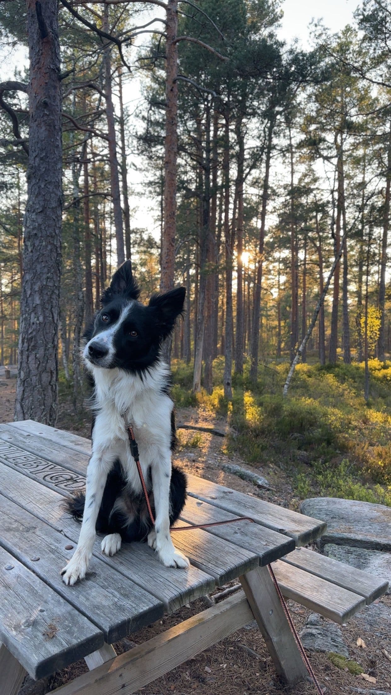 Søker omplassering til Border Collie