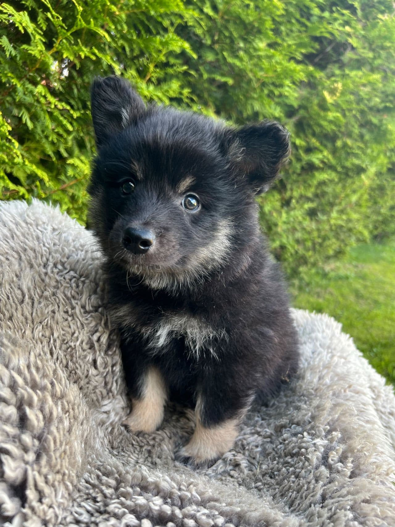 Finsk lapphund valper .