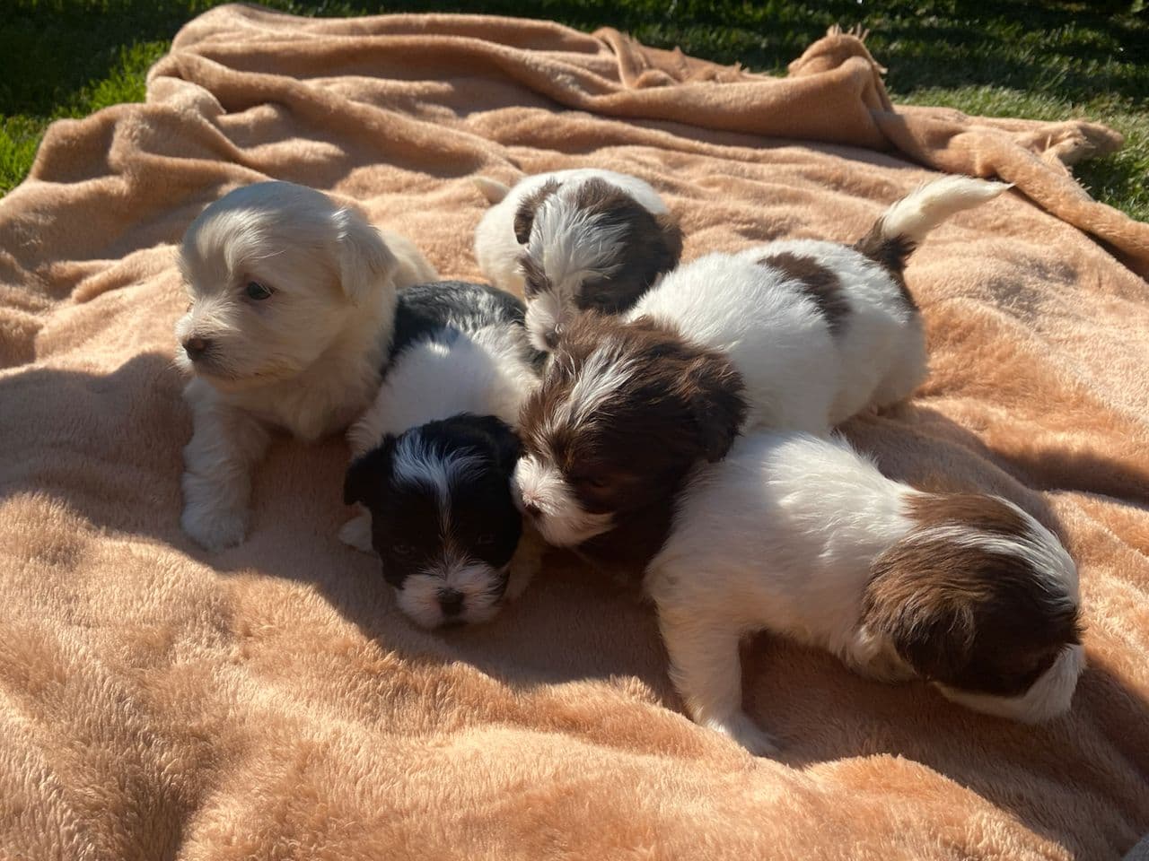 Nydelig Bichon Havanais tisper