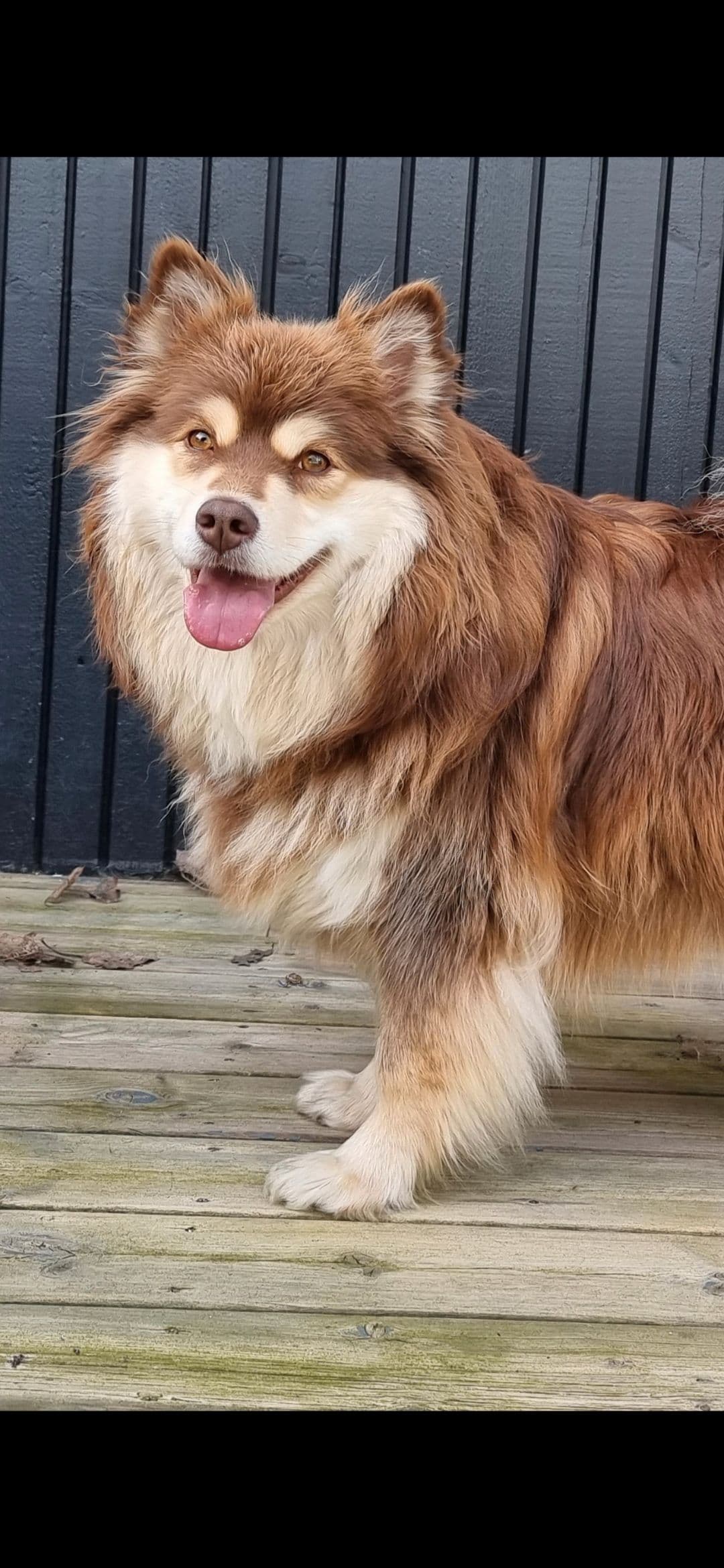 Finsk lapphund valp