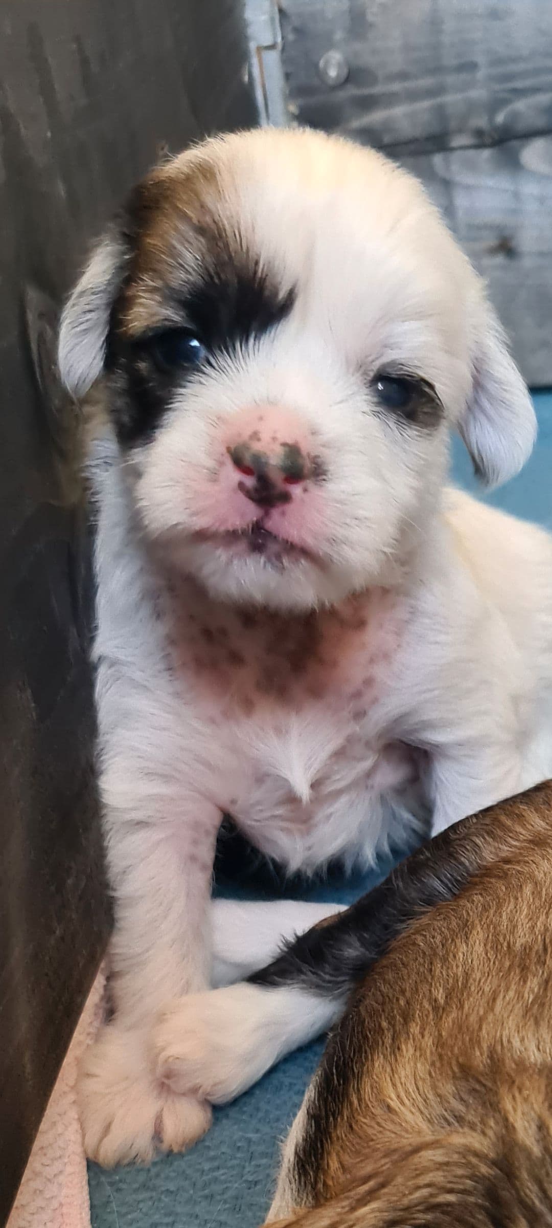 Valper kinesisknakenhund, Chinese Crested  NKK💕