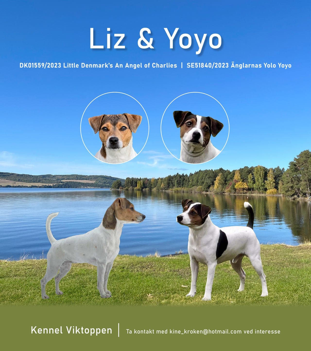 NKK-registrerte dansk-svensk gårdshund valper