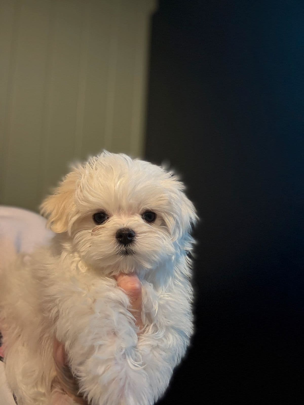 Leveringsklar Malteser Hannhund med NKK stamtavle