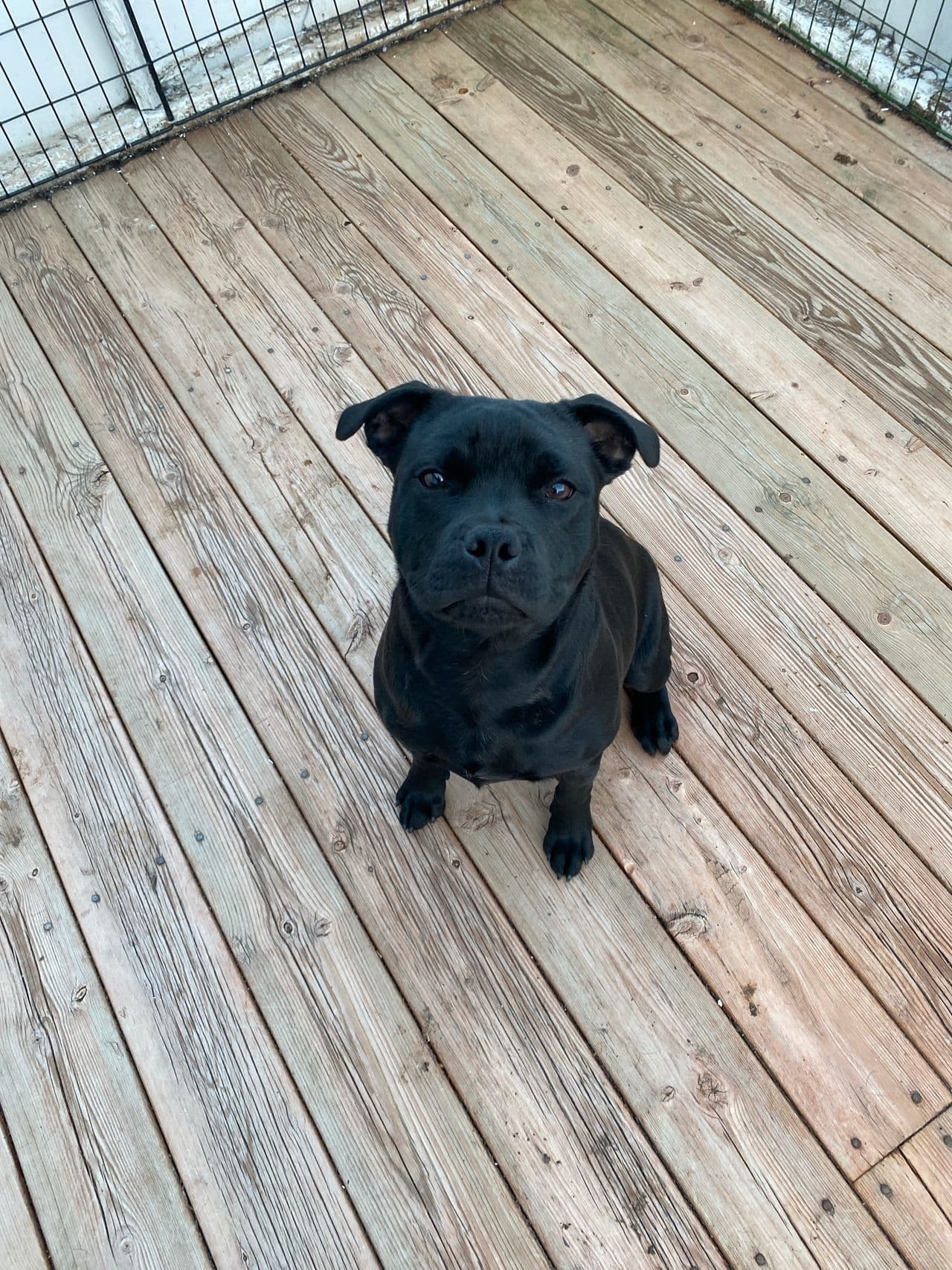 Staffordshire bull terrier 6 mnd