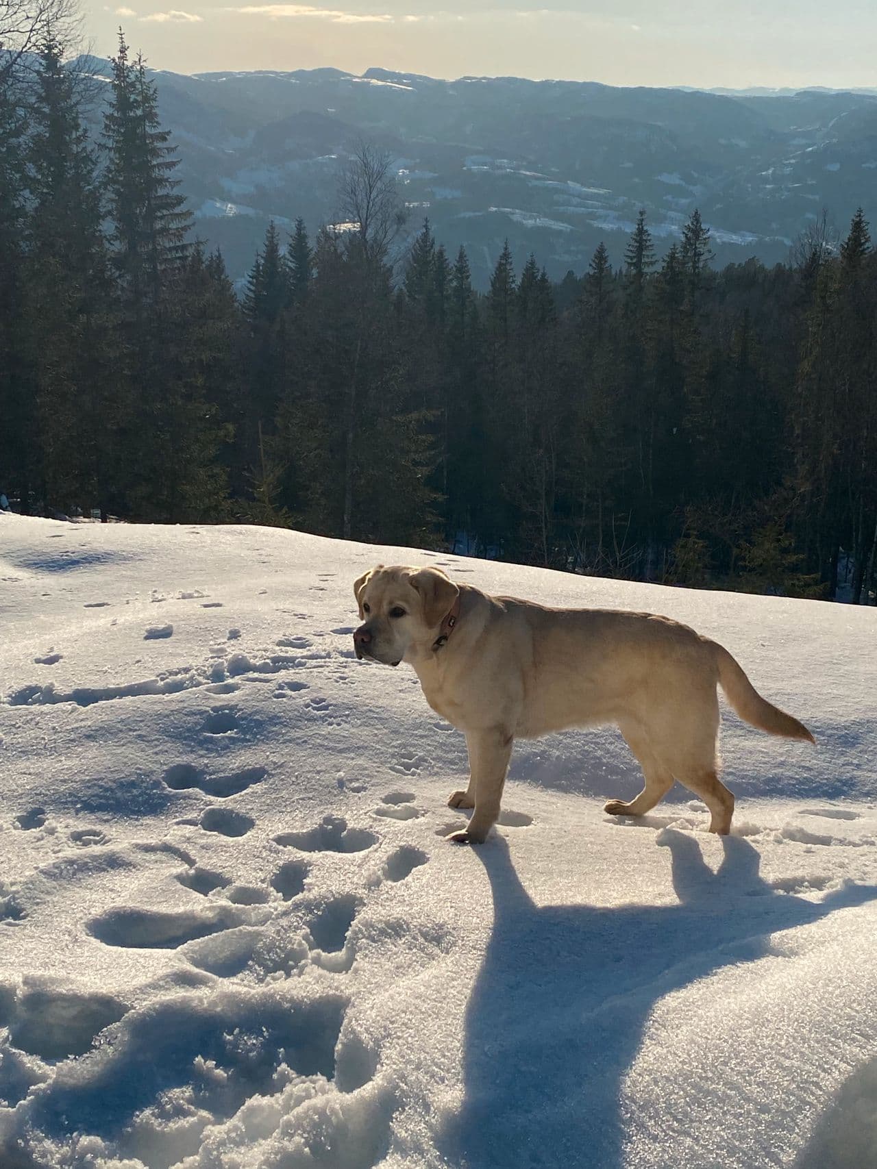 Omsorgsfullt nytt hjem søkes til vår kjære Ronja (gul labrador)