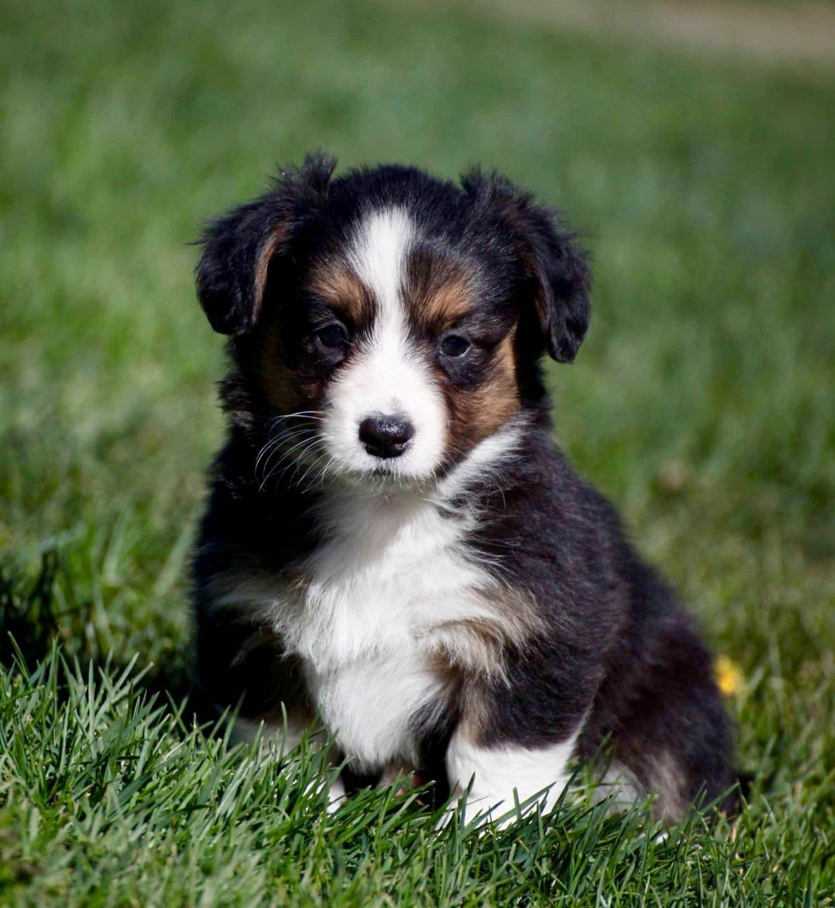 ***To vakre Welsh Corgi Cardigan tisper selges ***