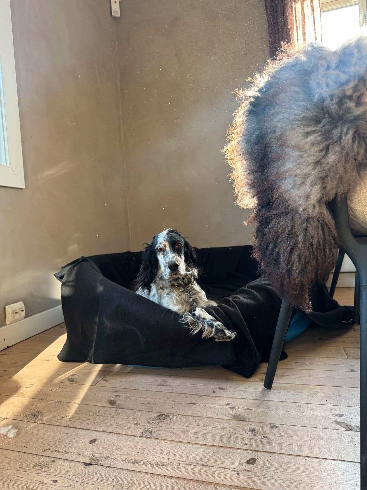 Engelsk setter valper