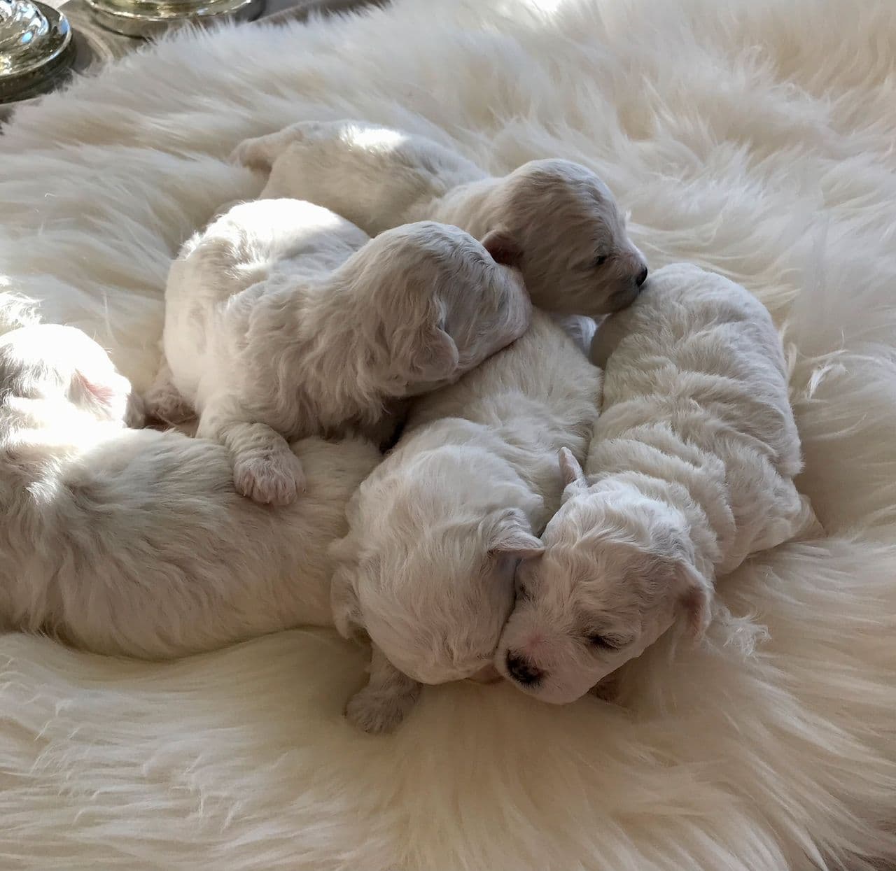 Bichon Frise valper