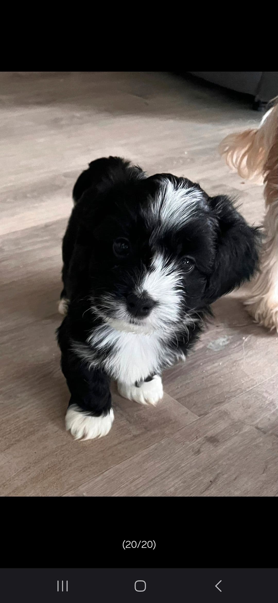 Nydelig Bichon Havanais
