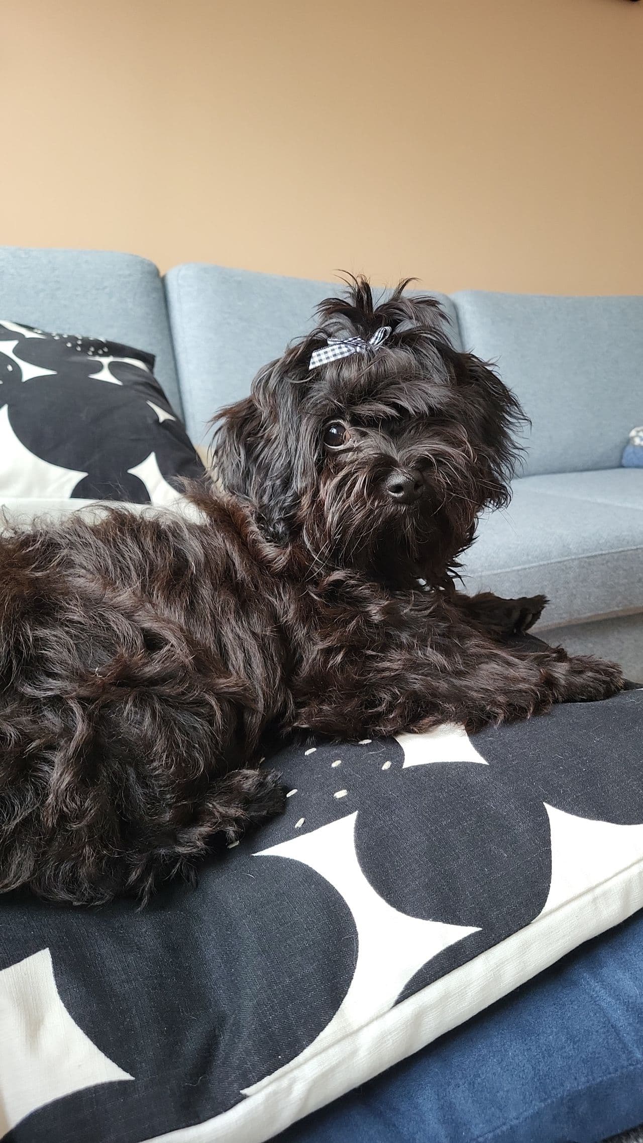 Deleier søkes til Bichon havanais tispe