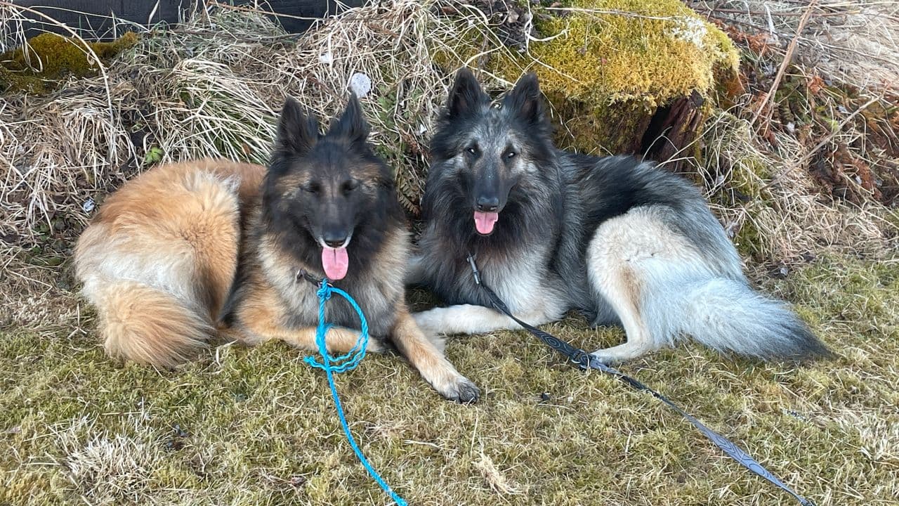Belgisk fårehund Tervuerenvalper