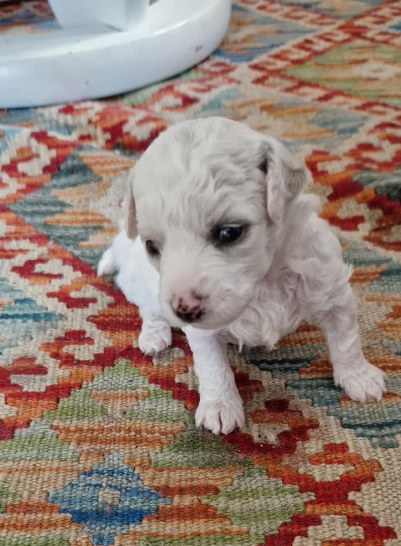 Bichon Frisé valper til salgs