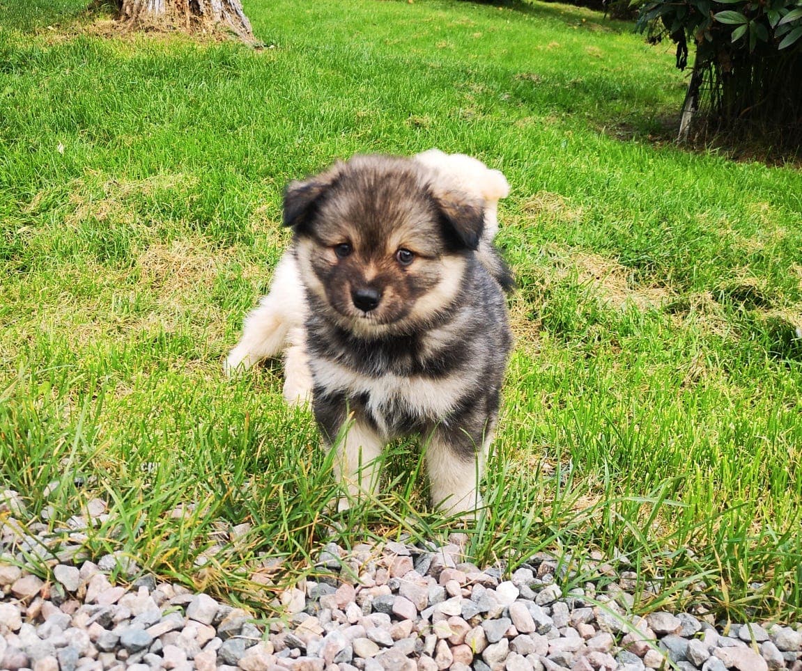 Nydelige Finsk lapphundvalper