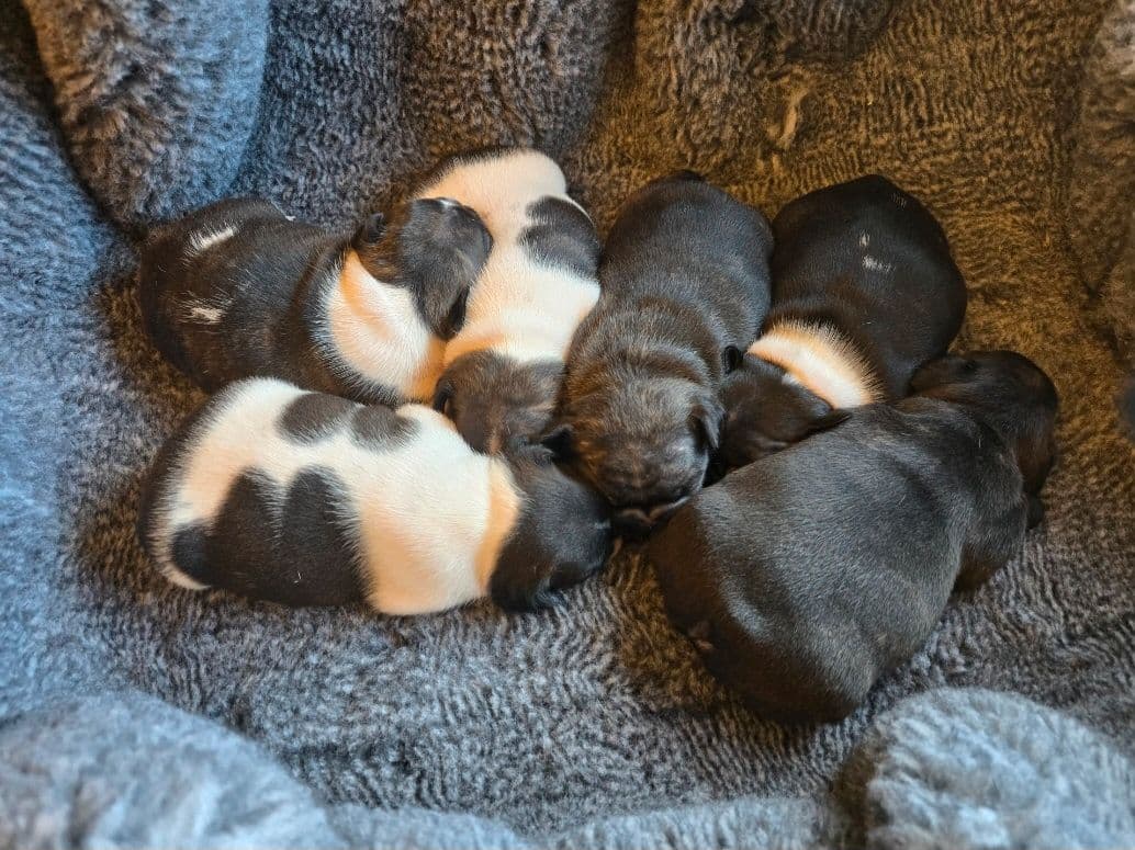 Fransk Bulldog valper