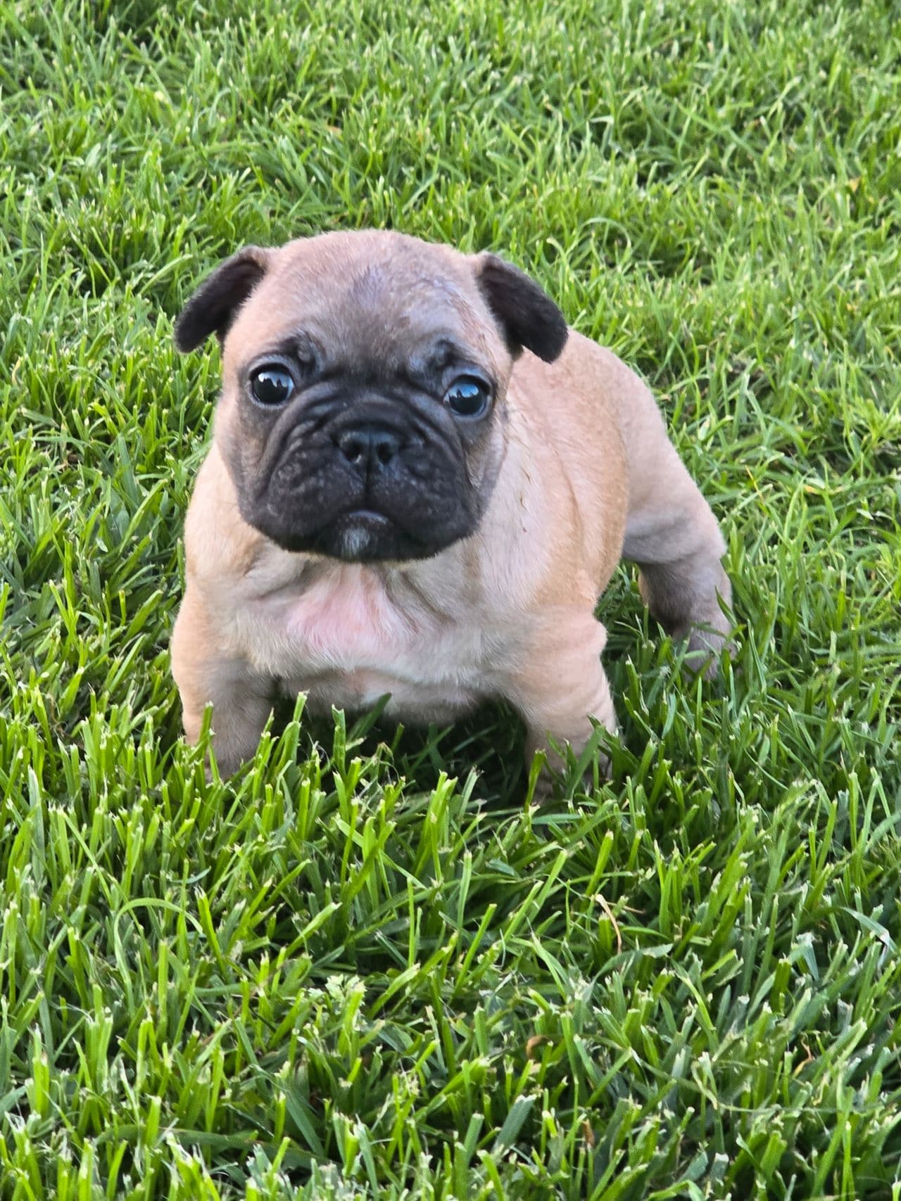 Fransk Bulldog valper