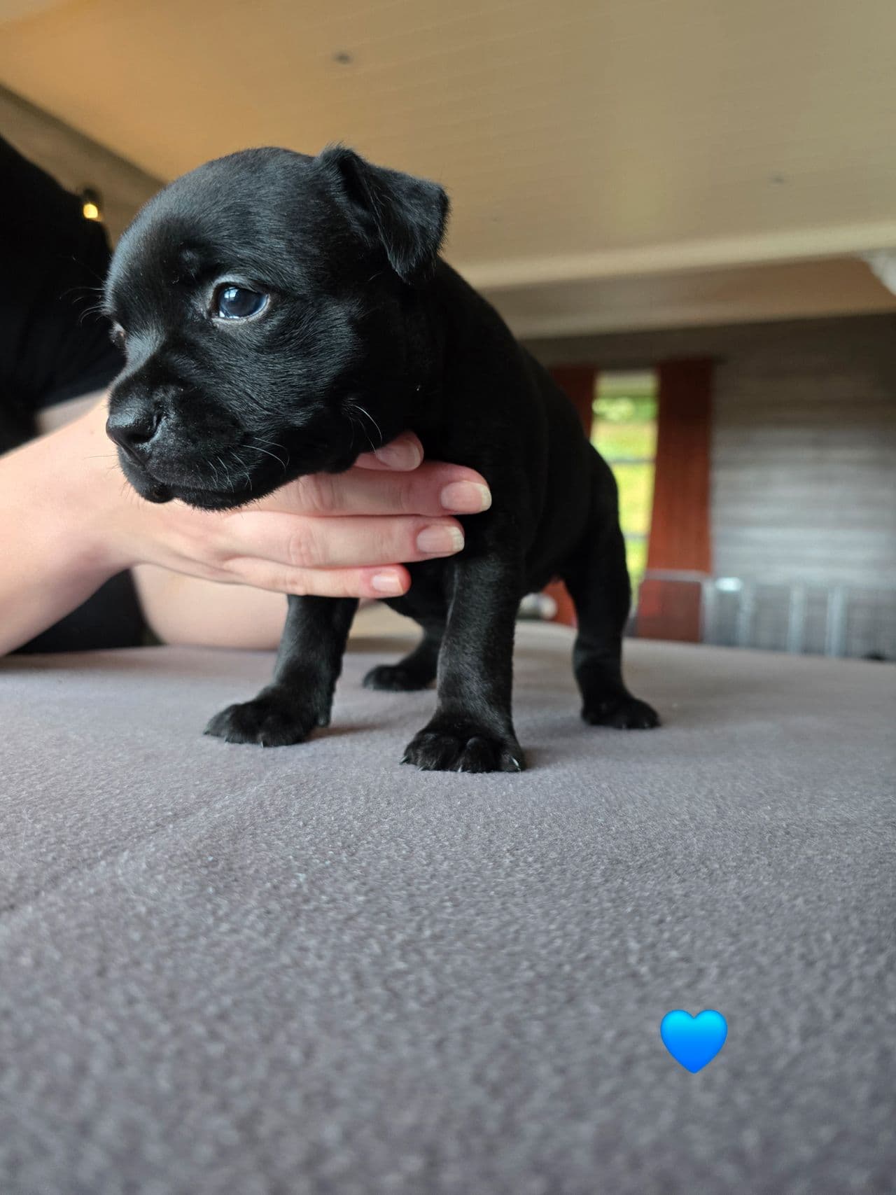 Staffordshire Bull Terrier valper