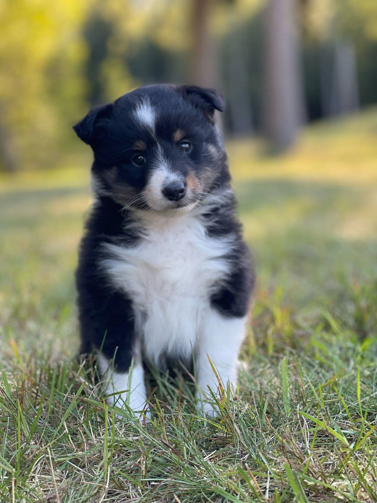 Shetland sheepdog valp til salgs