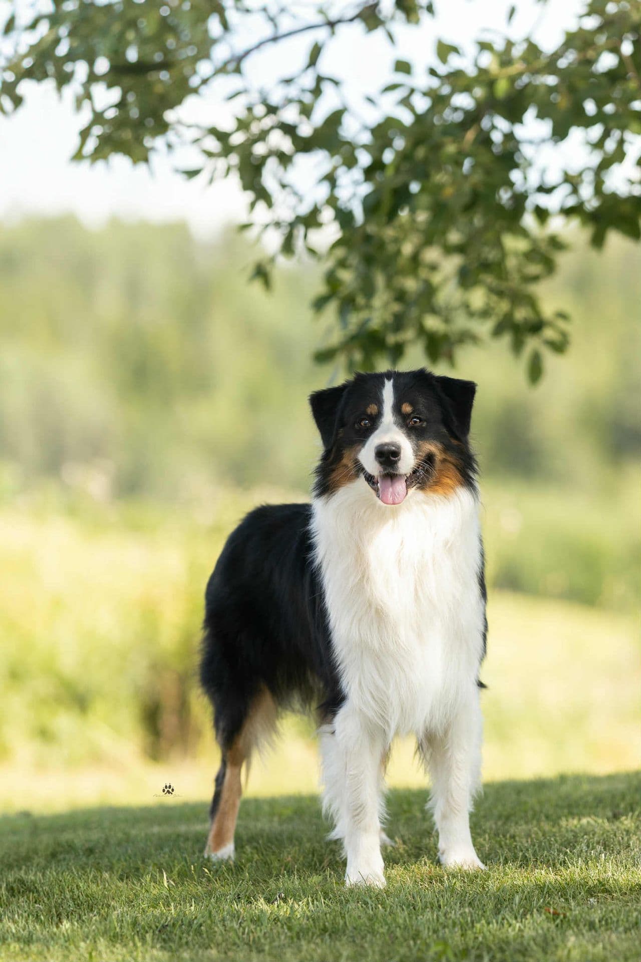 Australian Shepherd unghanne til salgs!