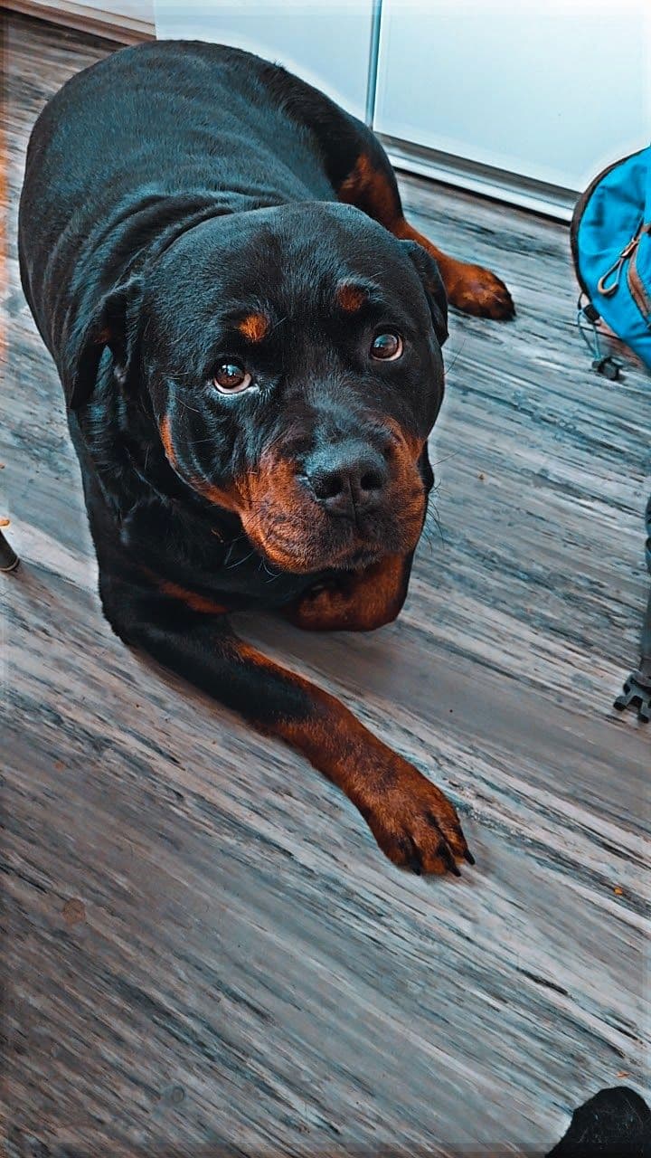 Rottweiler valper selges