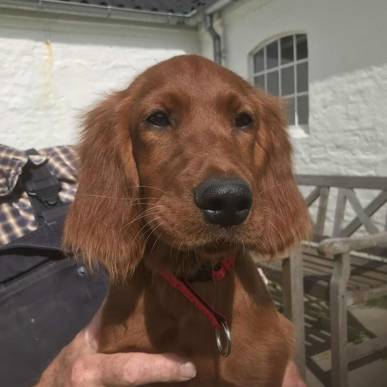Irsk setter hanhund