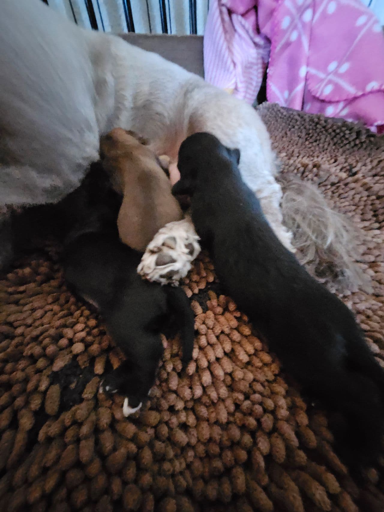 Renraset Bichon Havanais valper reg i nkk